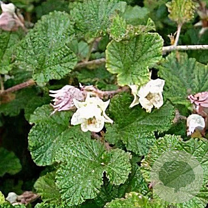 Rubus 'Betty Ashburner' GM 1.5