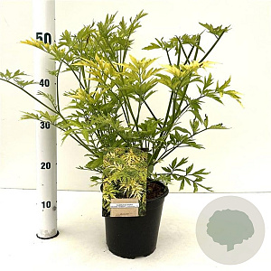 Sambucus nigra Golden Tower 30-40 cm 2,5L
