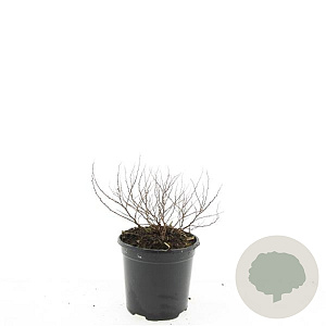 Spiraea jap. 'Golden Princess' GM 1.5