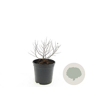 Spiraea jap. 'Golden Princess' GM 1.5