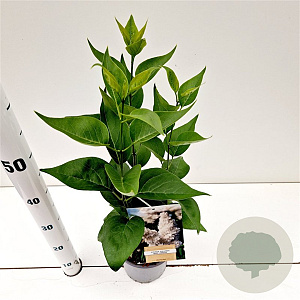 Syringa v. 'Mme Lemoine' 30-40 cm 2,5L