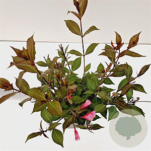 Weigela florida 'Nana Purpurea' 30-40 cm 2,5L