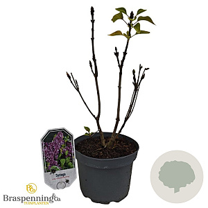 Syringa v. 'General Pershing' 30-40 cm 3,0L