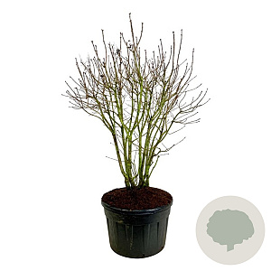 Syringa v. 'Michel Buchner' 150-175 cm cont. 230L solitair