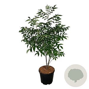 Tetradium daniellii 100-125 cm 15L