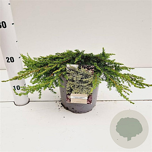 Juniperus comm. 'Green Carpet' 25-30 cm 2,5L