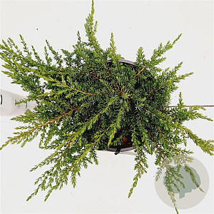 Juniperus comm. 'Green Carpet' 25-30 cm 2,5L