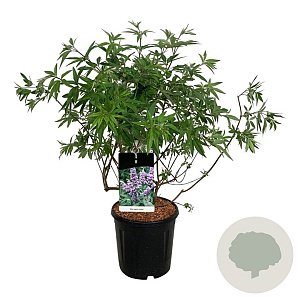 Vitex agnus-castus 80-100 cm 15L