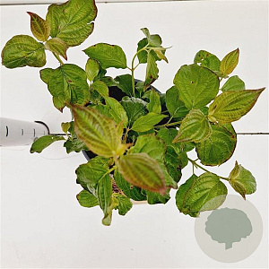 Cornus sang. 'Winter Beauty' 30-40 cm 2,5L