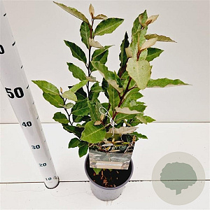 Elaeagnus ebb. 'Compacta' 30-40 cm 2,5L