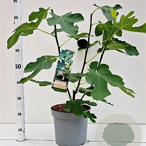 Ficus car. 'Brown Turkey' 50-60 cm 7,5L