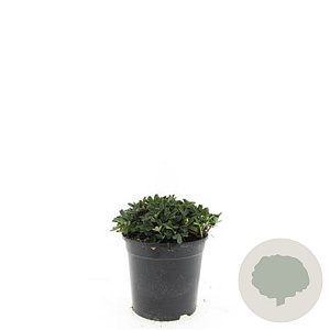 Potentilla tridentata 'Nuuk' GM 1.5