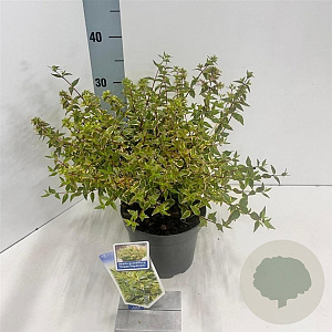 Abelia grandifl. Happy Daydream 25-30 cm 2,0L