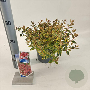 Abelia grandifl. Mystic Daydream 25-30 cm 2,0L