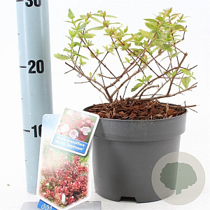 Abelia grandifl. Mystic Daydream 25-30 cm 2,0L