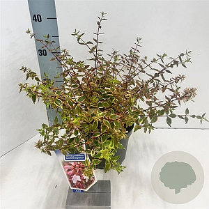 Abelia grandifl. Sunshine Daydream 25-30 cm 2,0L