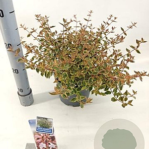Abelia grandifl. Sunshine Daydream 25-30 cm 3,0L