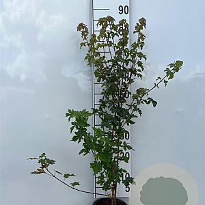 Acer campestre 60-80 cm 2,0L