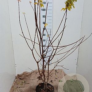 Acer campestre 100-125 cm 7,5L solitair