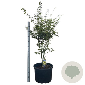 Acer pal. 'Aoyagi' 125-150 cm 35L