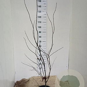 Acer pal. 'Bloodgood' 125-150 cm 12L