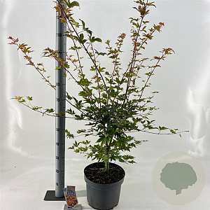 Acer pal. Brown Sugar 80-100 cm 10L