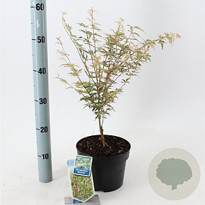 Acer pal. 'Butterfly' 50-60 cm 3,0L