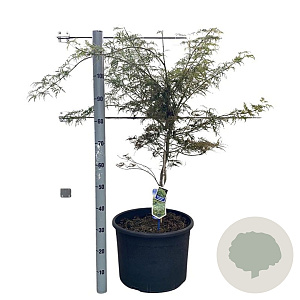 Acer pal. 'Dissectum' 50-60 cm 35L