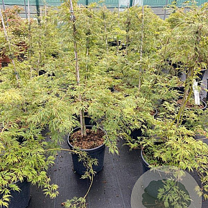 Acer pal. 'Dissectum' 80-100 cm 20L