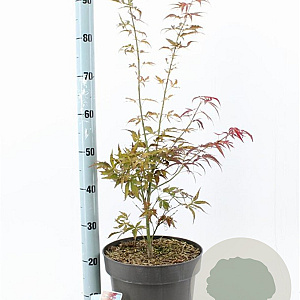 Acer pal. 'Red Pygmy' 40-50 cm 10L
