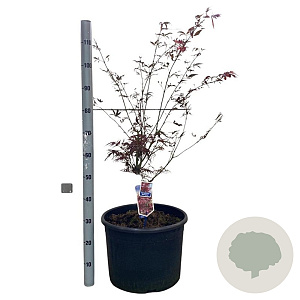 Acer pal. 'Red Pygmy' 100-120 cm 35L