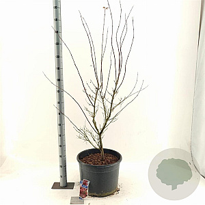 Acer pal. 'Red Pygmy' 100-120 cm 35L