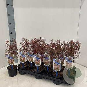 Acer pal. Royal Garnet 25-30 cm P10,5