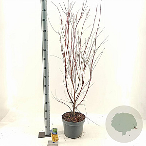 Acer pal. 'Sangokaku' 60-80 cm 10L