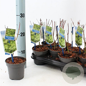 Acer pal. 'Seiryu' 25-30 cm P10,5
