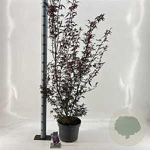 Acer pal. 'Shaina' 40-50 cm 10L