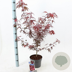 Acer pal. 'Shaina' 50-60 cm 3,0L