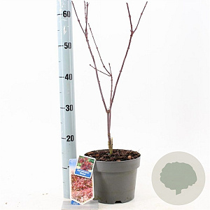Acer pal. 'Shaina' 50-60 cm 3,0L