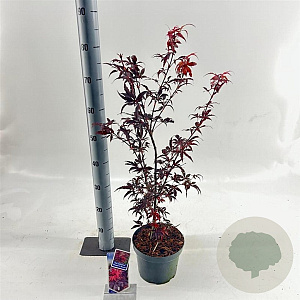 Acer pal. 'Skeeter's Broom' 40-50 cm 3,0L