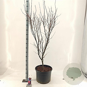 Acer pal. 'Skeeter's Broom' 100-125 cm 35L