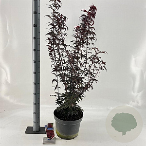 Acer pal. 'Twombly's Red Sentinel' 80-100 cm 10L