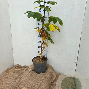 Aesculus hip. 'Baumannii' 80-100 cm 7,5L