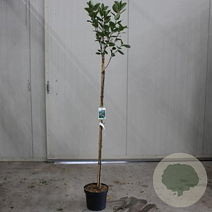 Aronia prunifolia 'Viking' 90 cm stam 10L 3jr.kroon