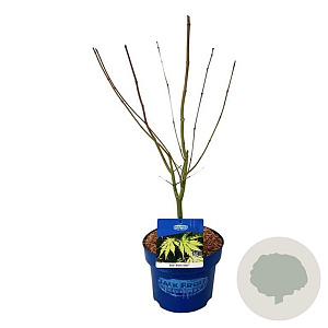 Acer Arctic Jade 50-60 cm 5,0L