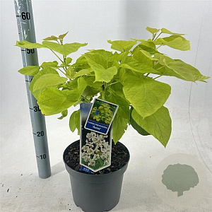 Catalpa bignonioides 'Aurea' 40-50 cm 5,0L struik