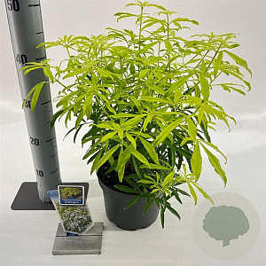 Choisya Goldfingers 25-30 cm 3,0L