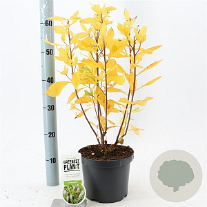 Clethra alnifolia 40-50 cm 3,0L