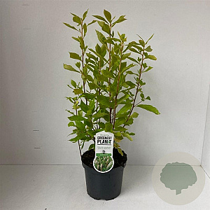 Clethra alnifolia 40-50 cm 3,0L