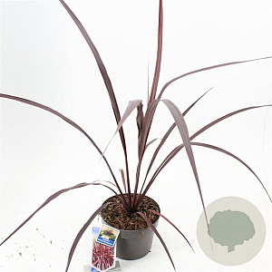 Cordyline Festival Burgundy 30-40 cm 3,0L