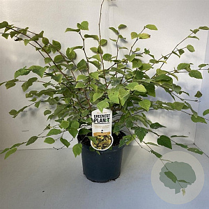 Corylopsis pauciflora 30-40 cm 3,0L